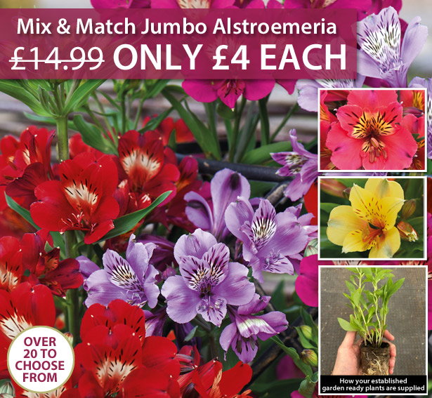 Alstroemeria Mix & Match