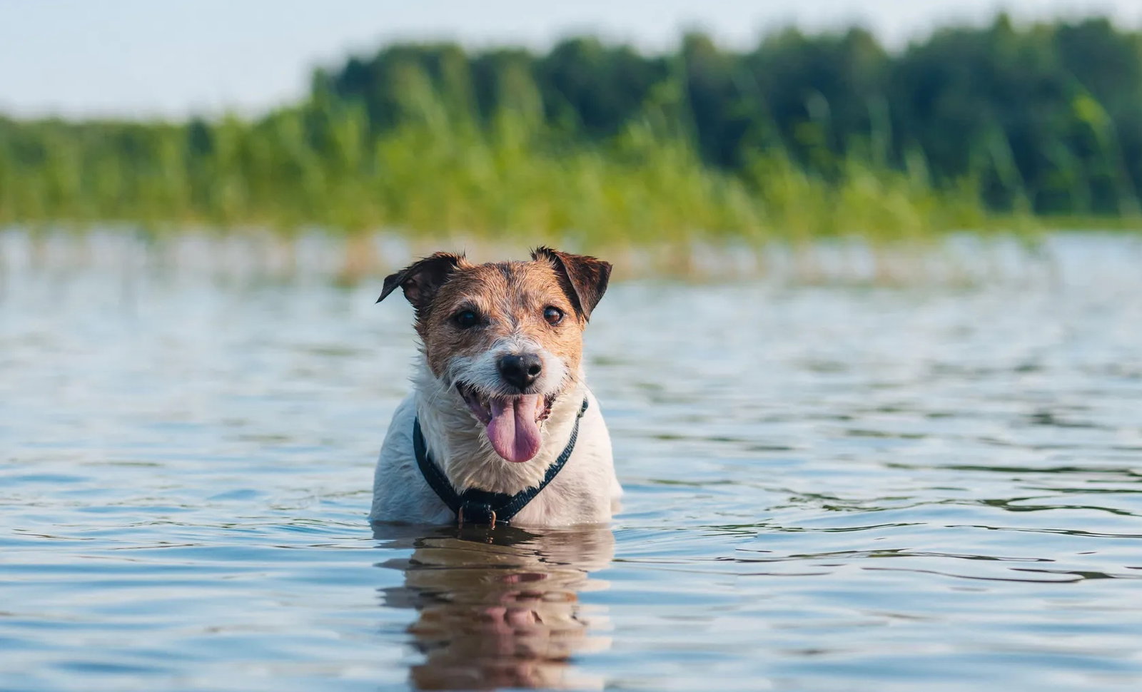 Dog in water
