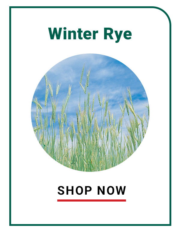 Winter Rye
