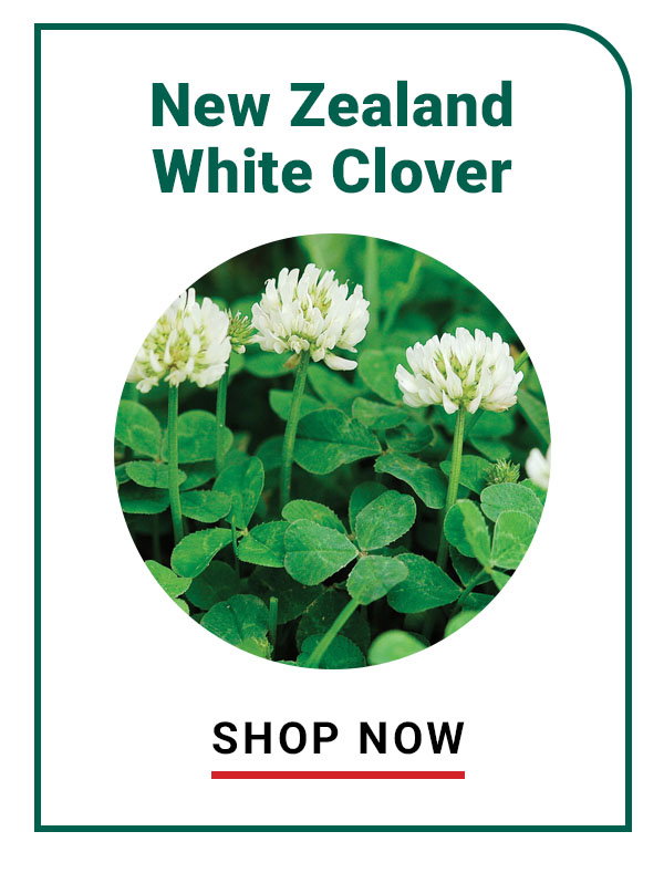 New Zealand White Clover