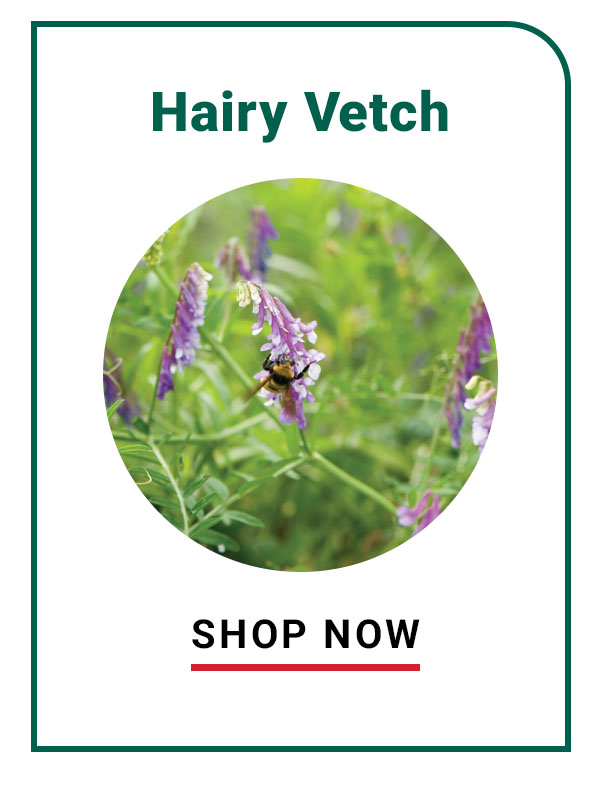 Hairy Vetch