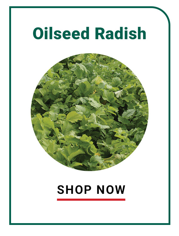 Oilseed Radish