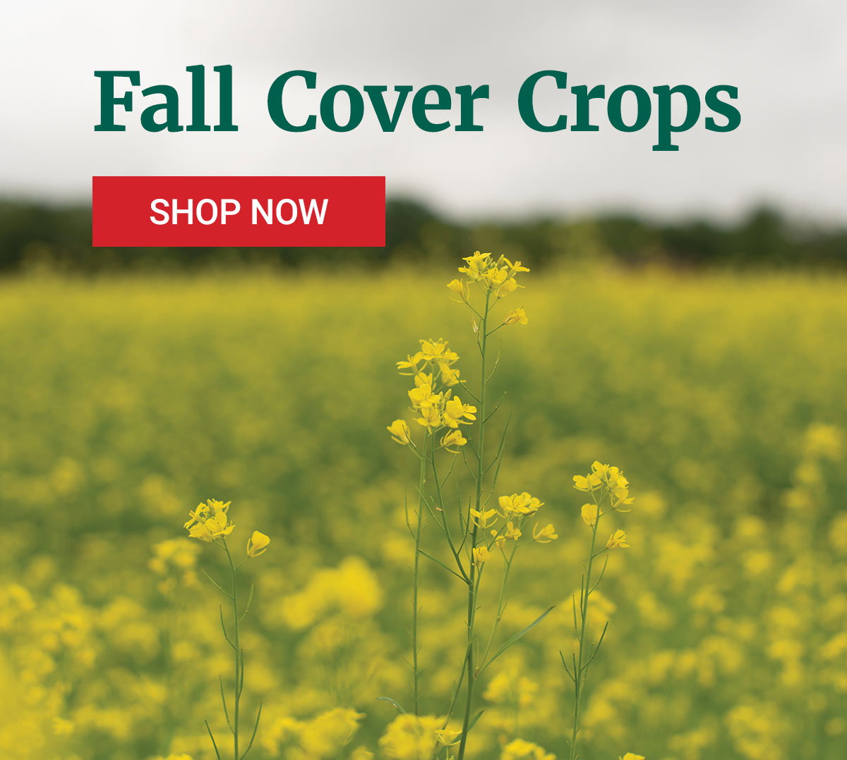Fall Cover Crops - Shop Now