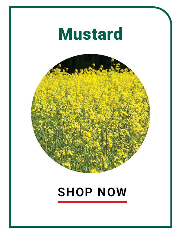 Mustard