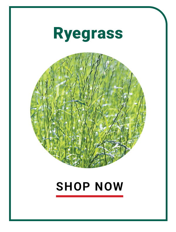 Ryegrass