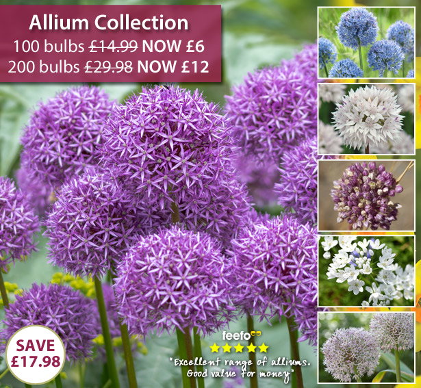 Allium Collection