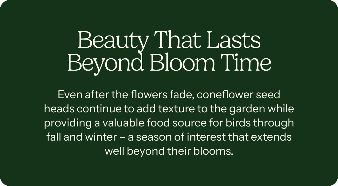 Beauty that lasts beyond bloom time – Even after the flowers fade, coneflower seed heads continue to add texture to the garden while providing a valuable food source for birds through fall and winter – a season of interest that extends well beyond their blooms.