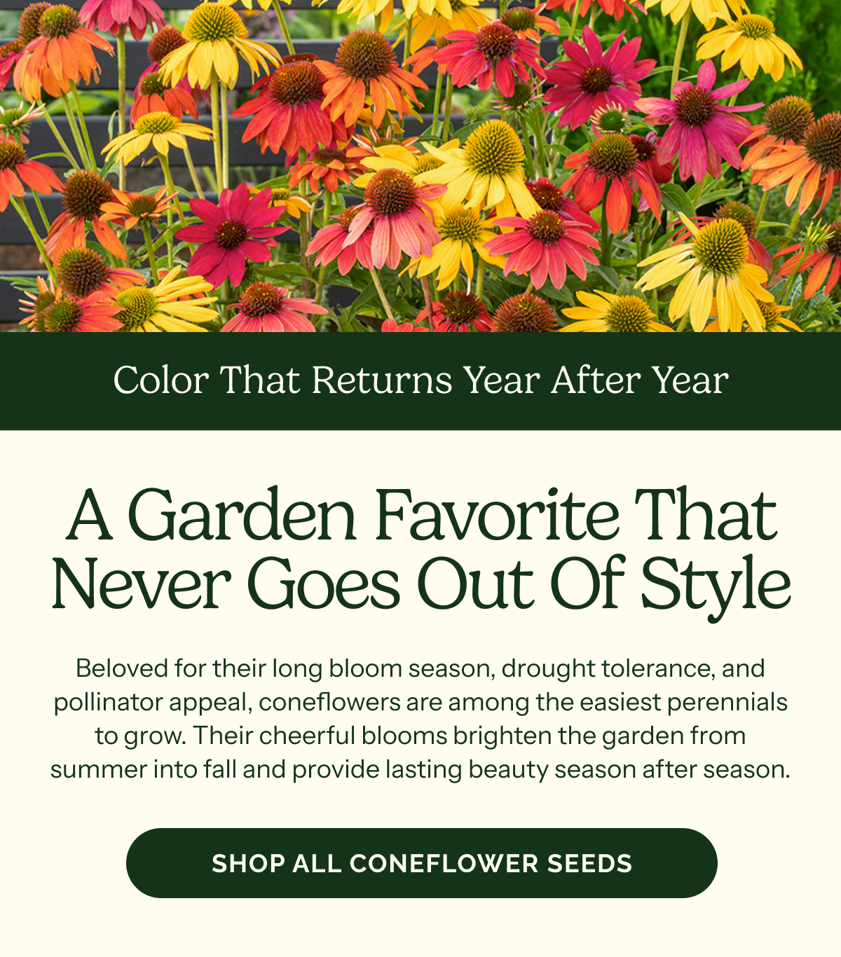 A Garden Favorite That Never Goes Out Of Style – Color that returns year after year – Beloved for their long bloom season, drought tolerance, and pollinator appeal, coneflowers are among the easiest perennials to grow. Their cheerful blooms brighten the garden from summer into fall and provide lasting beauty season after season. SHOP ALL CONEFLOWER SEEDS