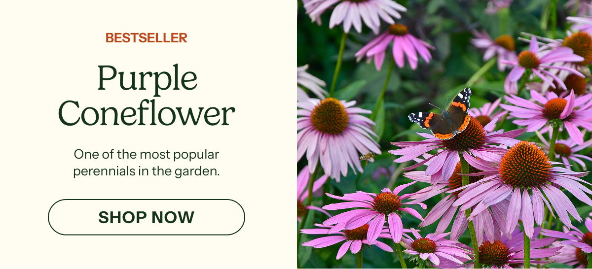 Purple Coneflower