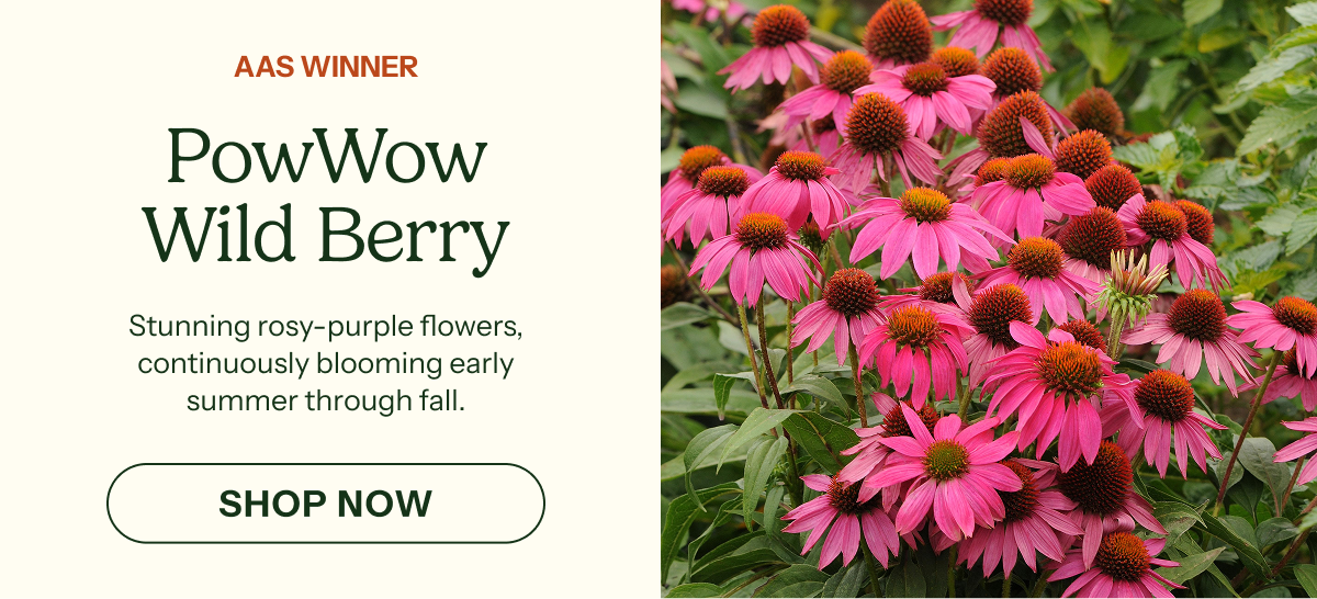 PowWow Wild Berry