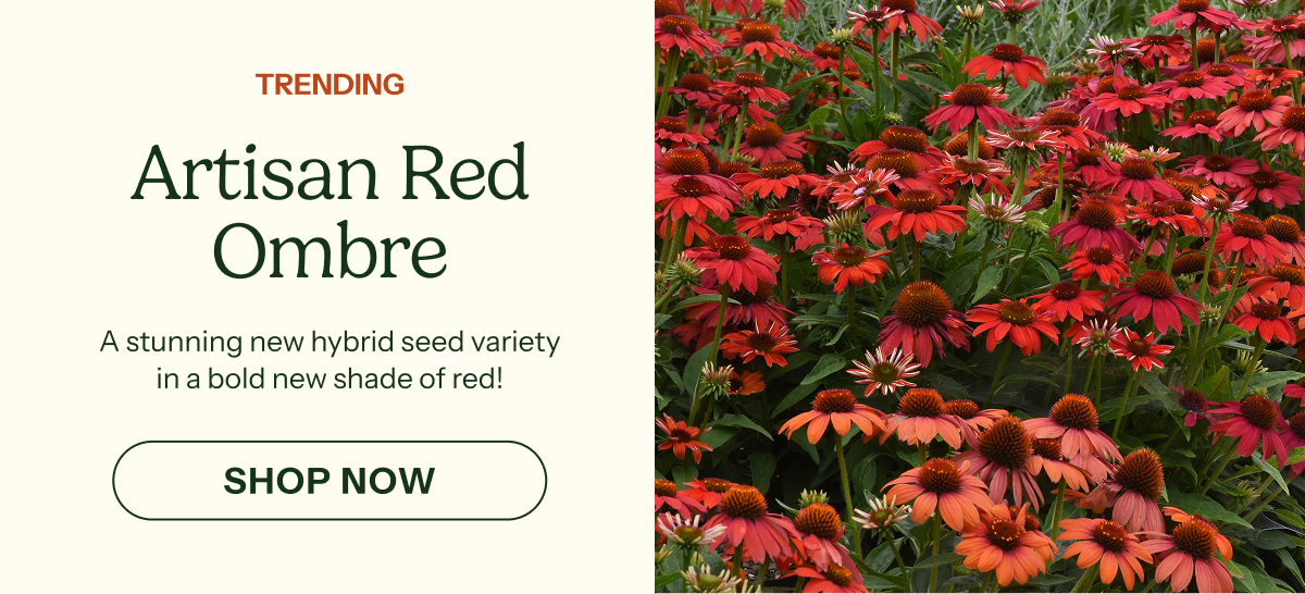 Artisan Red Ombre