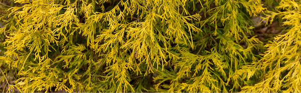 Close up of Golden Mop False Cypress yellow foliage.