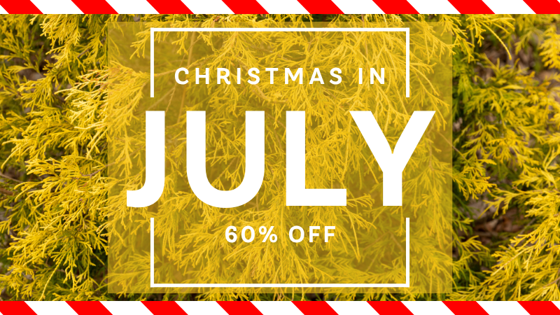 Christmas in July 60% off sale with yellow background of the Golden Mop False Cypress. 