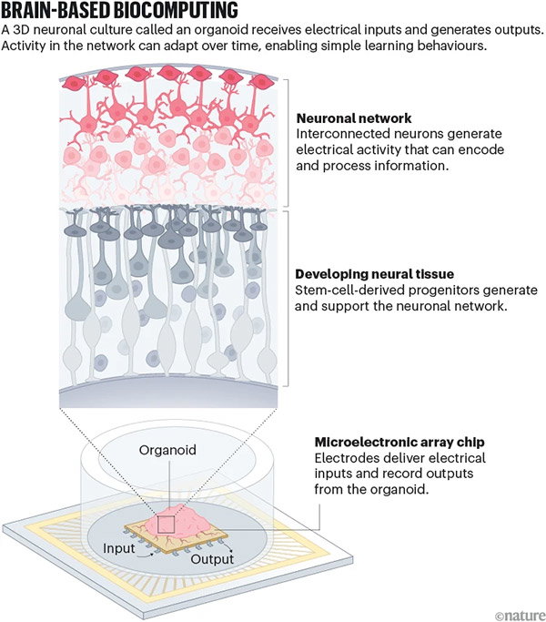 An infographic showing how clusters of brain cells called organoids grafted on a computer chip receive and generate electrical outputs.