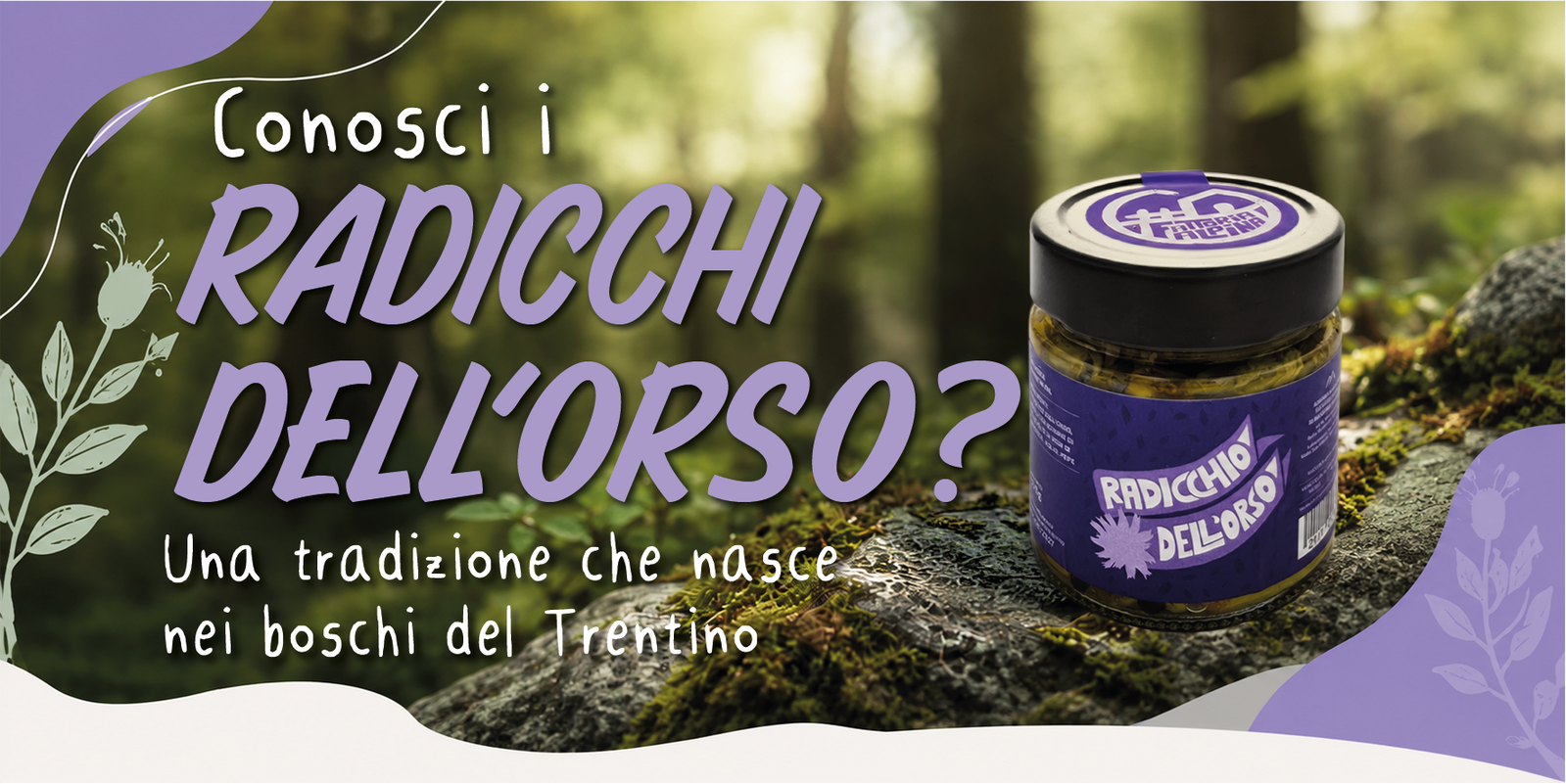 radicchio dell'orso