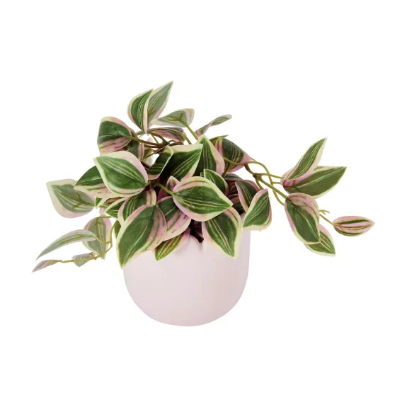 Succulent in wavy pot $6.50.