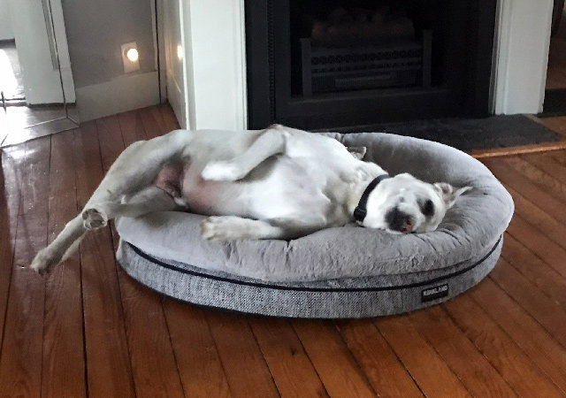 Sponsor Pet Charlie