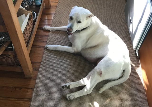 Sponsor Pet Charlie