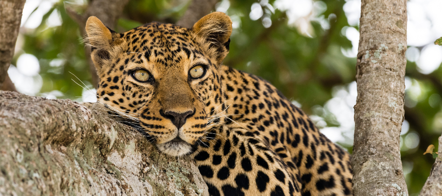 Leopard on safari