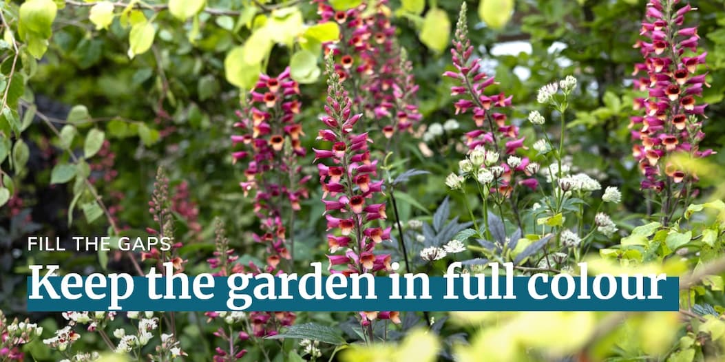 Keep the garden in full colour 