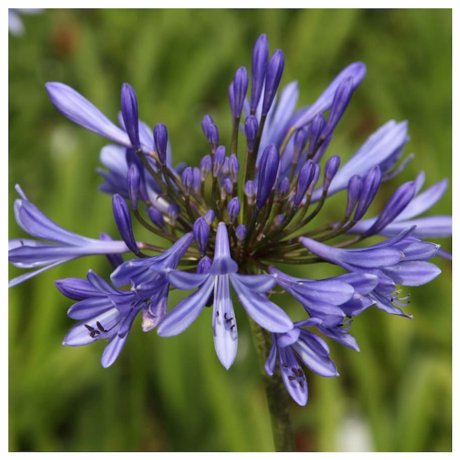 Agapanthus Africanus