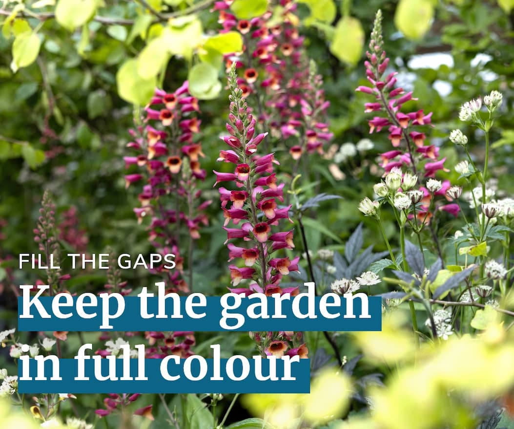 Keep the garden in full colour 