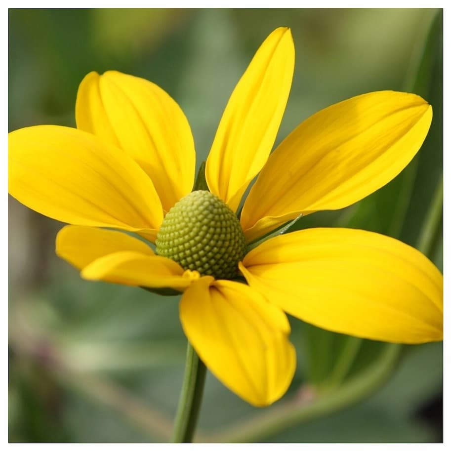 Rudbeckia Laciniata Herbstsonne