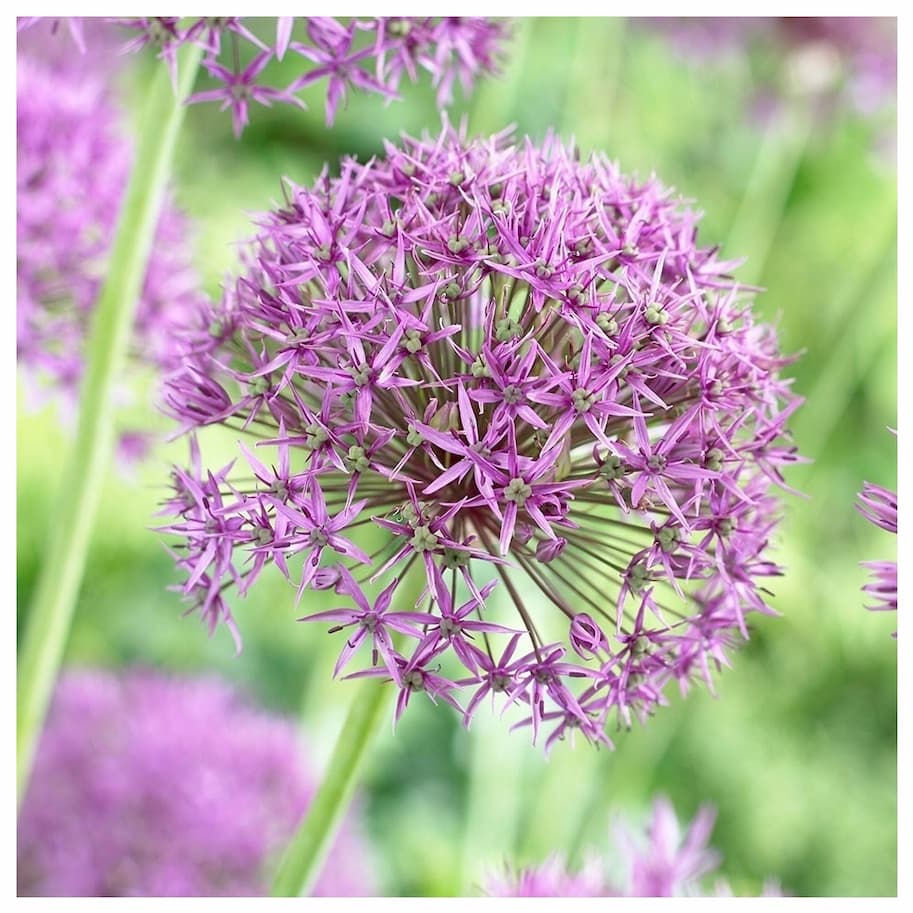 Alliums