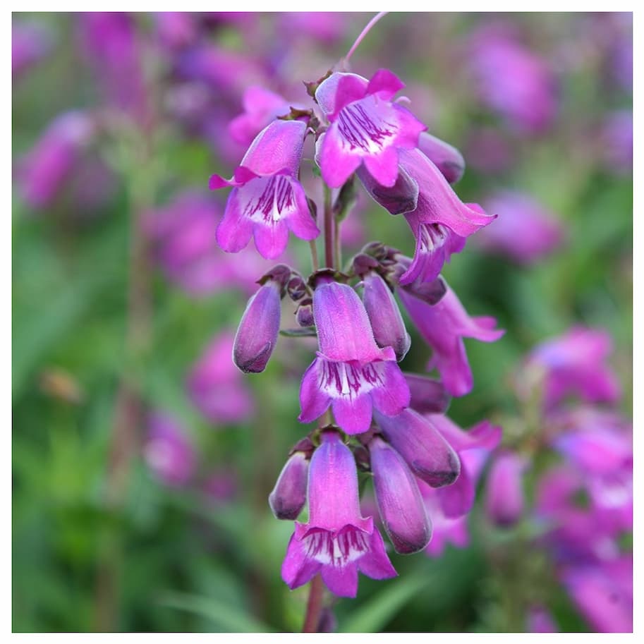 Penstemon Sour Grapes