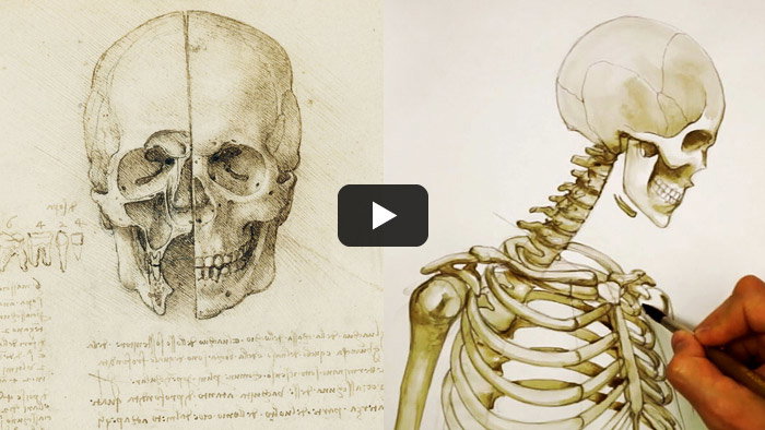 Free Video Lesson: Skull Anatomy