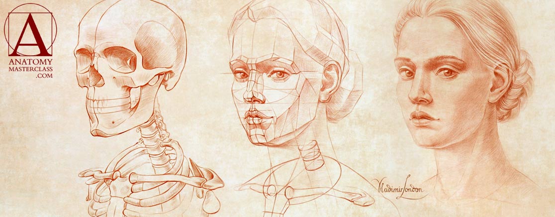 Anatomy Video Course