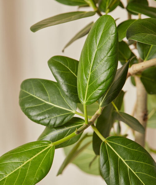leaf detail shot