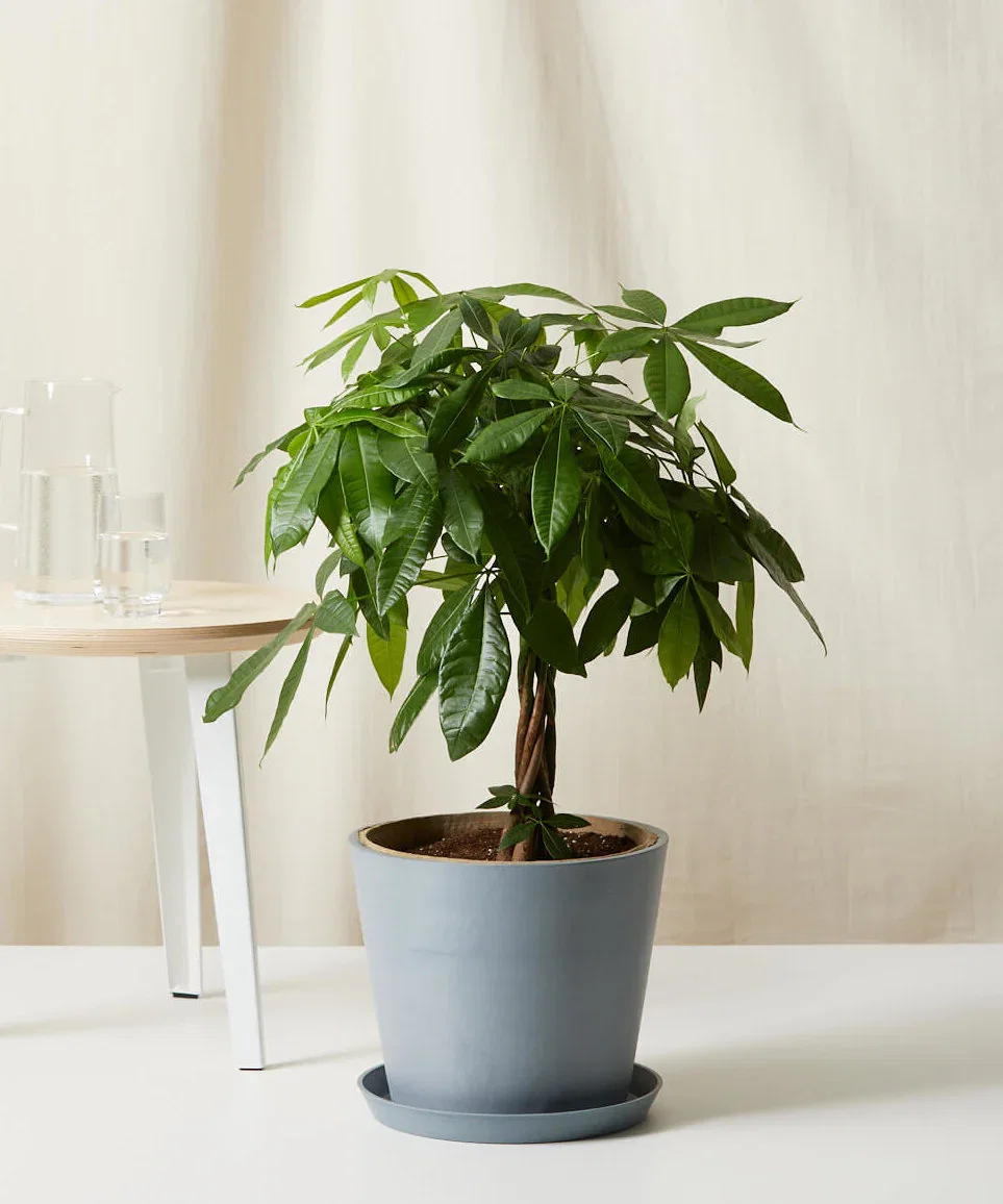 Image of Money Tree
