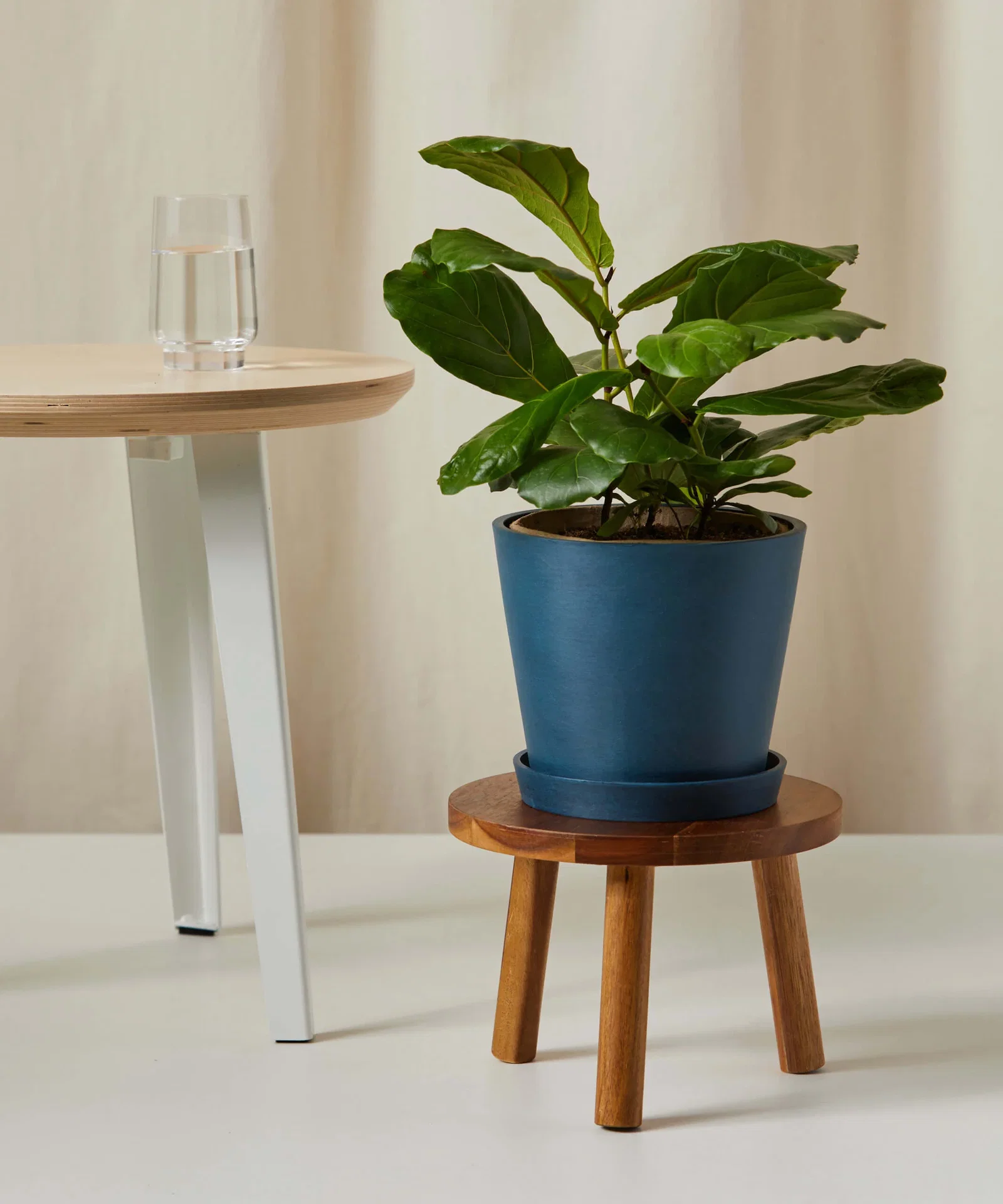 Image of Little Fiddle Leaf Fig
