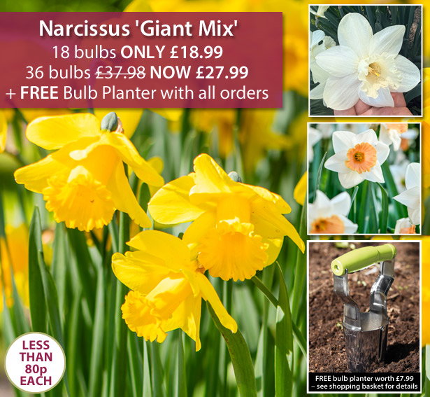 Narcissus 'Giant Mix'