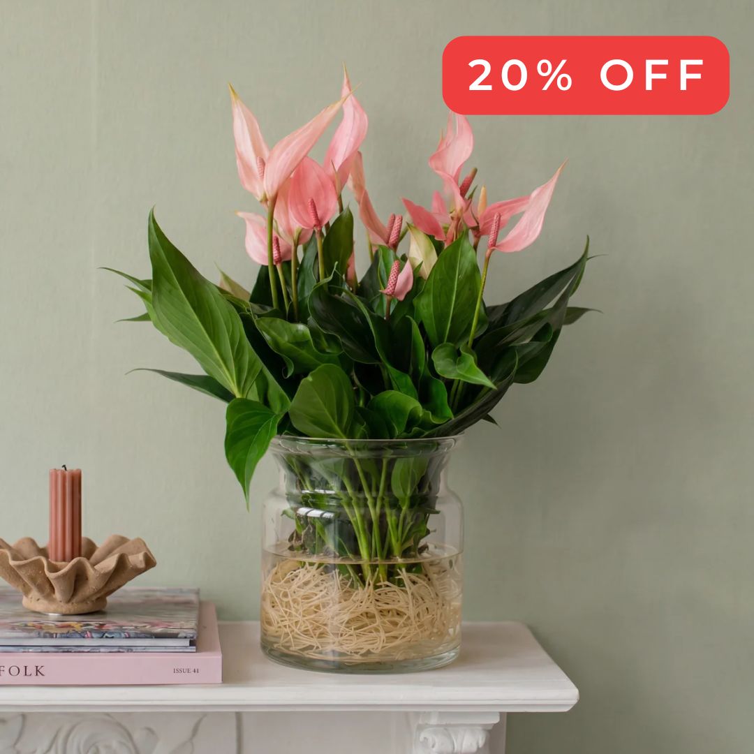 anthurium lilli 