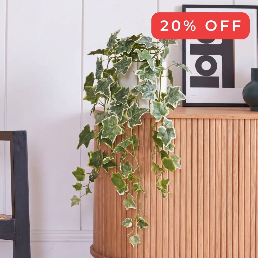 english ivy
