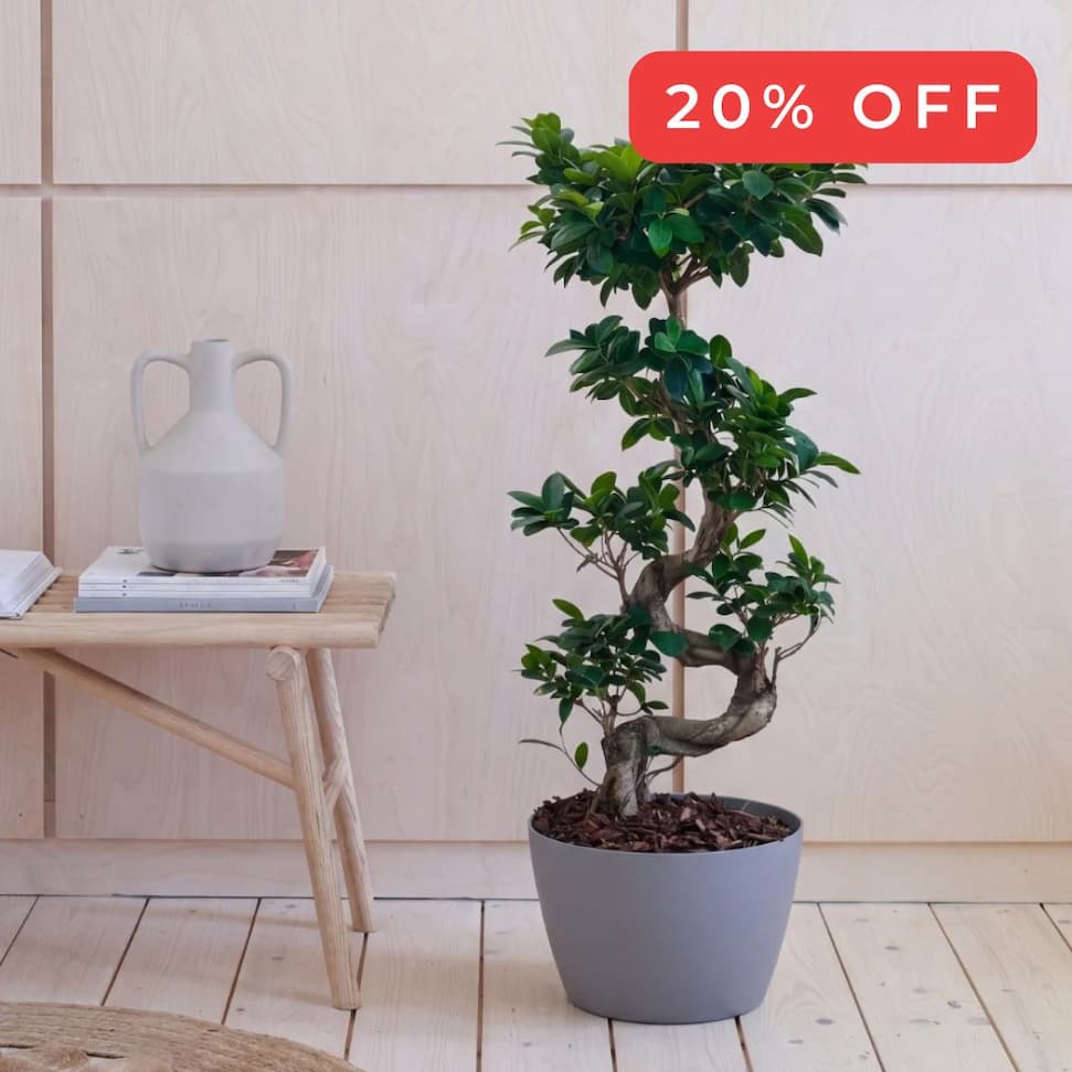 bonsai & pot