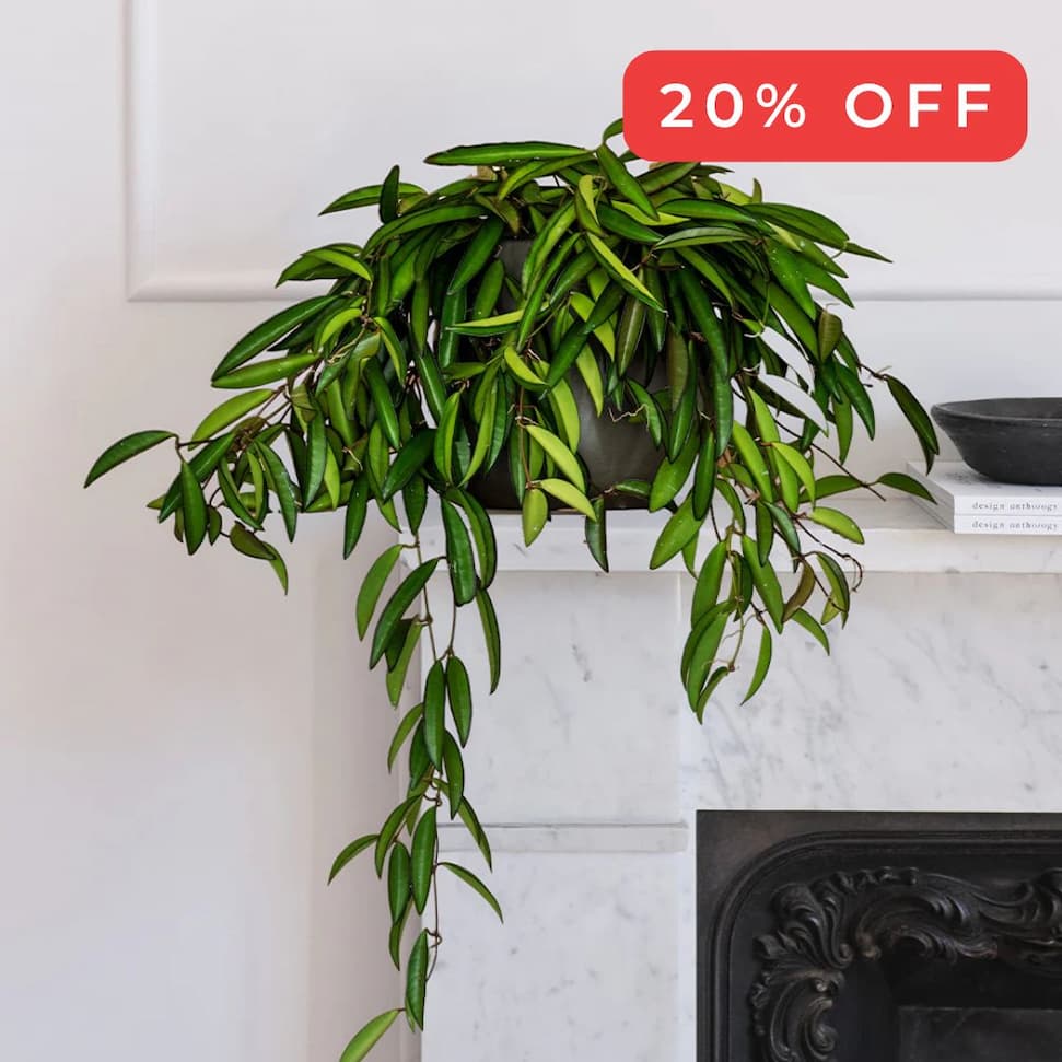 hoya wayetti