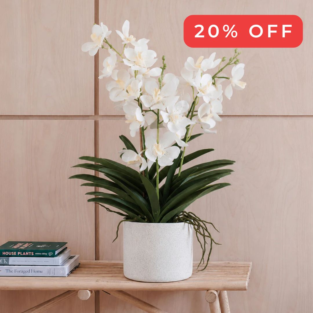 white orchid