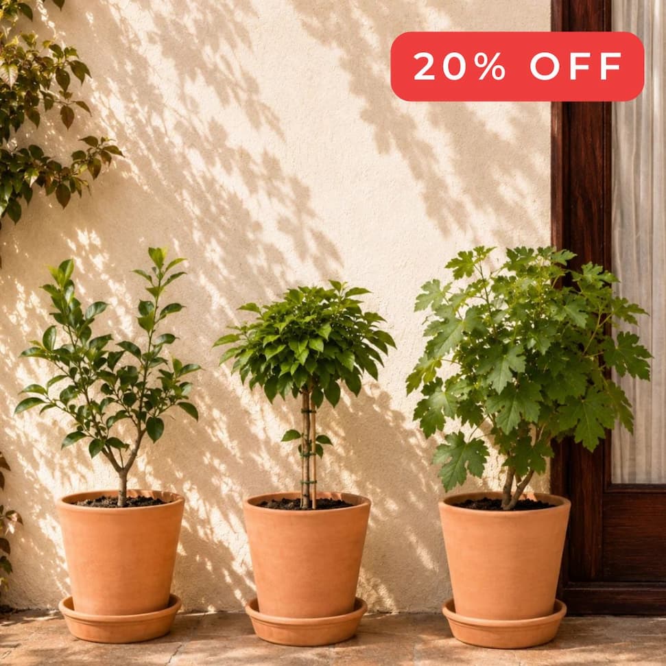 patio orchid bundle