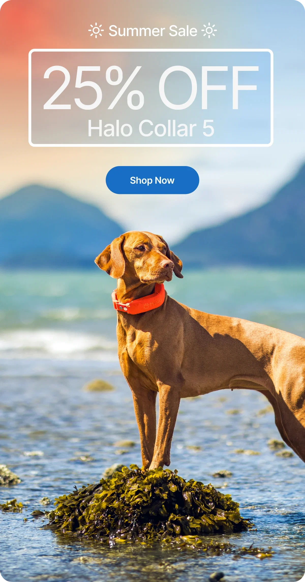 Our best Halo Collar 5 deal is back! Get 25% off Halo Collar 5 during our Summer Sale and give your dog safe off-leash freedom all season long.