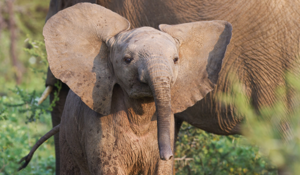Young elephant