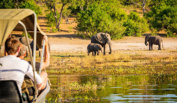 Safari vehicle with Elephants