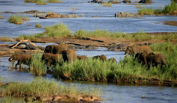 Elephants, Kruger National Park