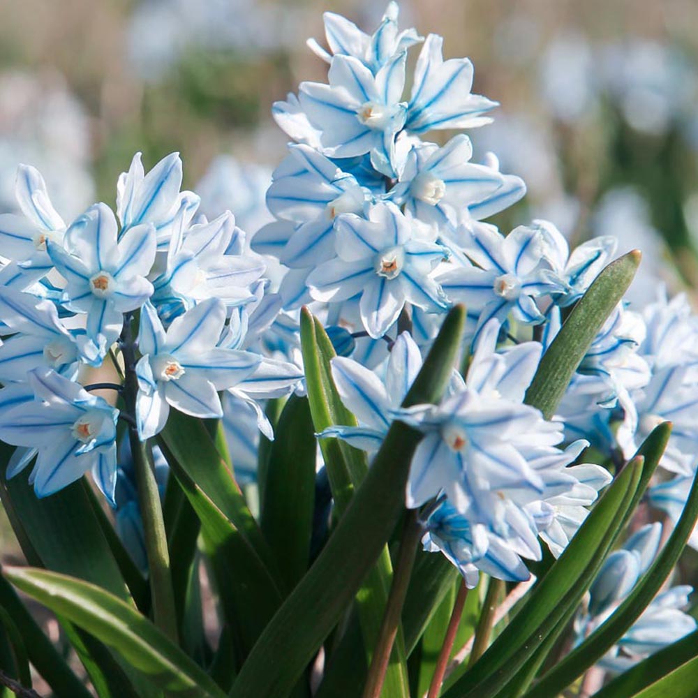Russian Snowdrop