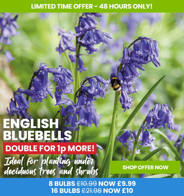 English Bluebells