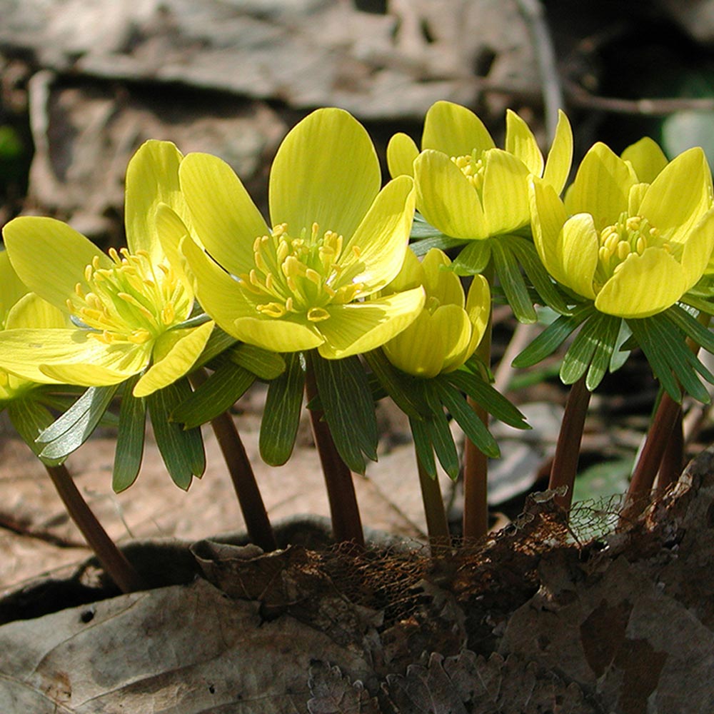 Winter Flowering Aconite