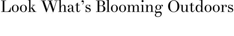 Look what's blooming outdoors