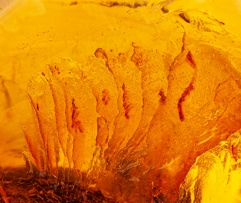 AMBER